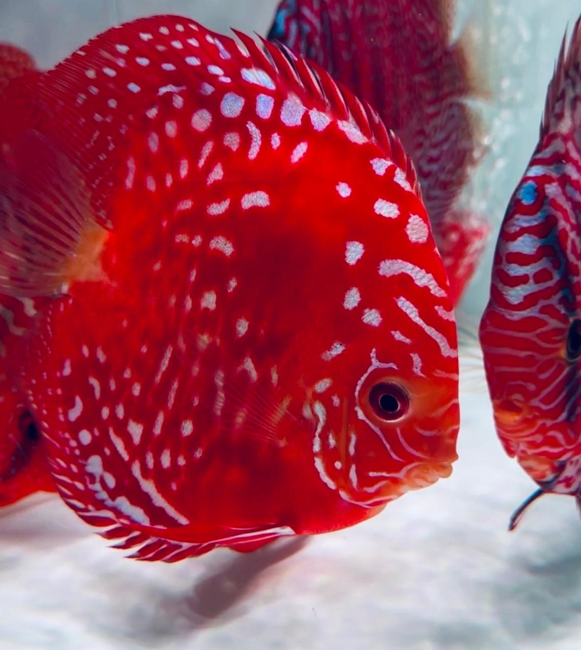 Premium Fish